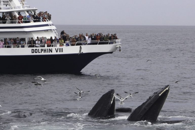 Top 10 Activities in Provincetown: 2021 List